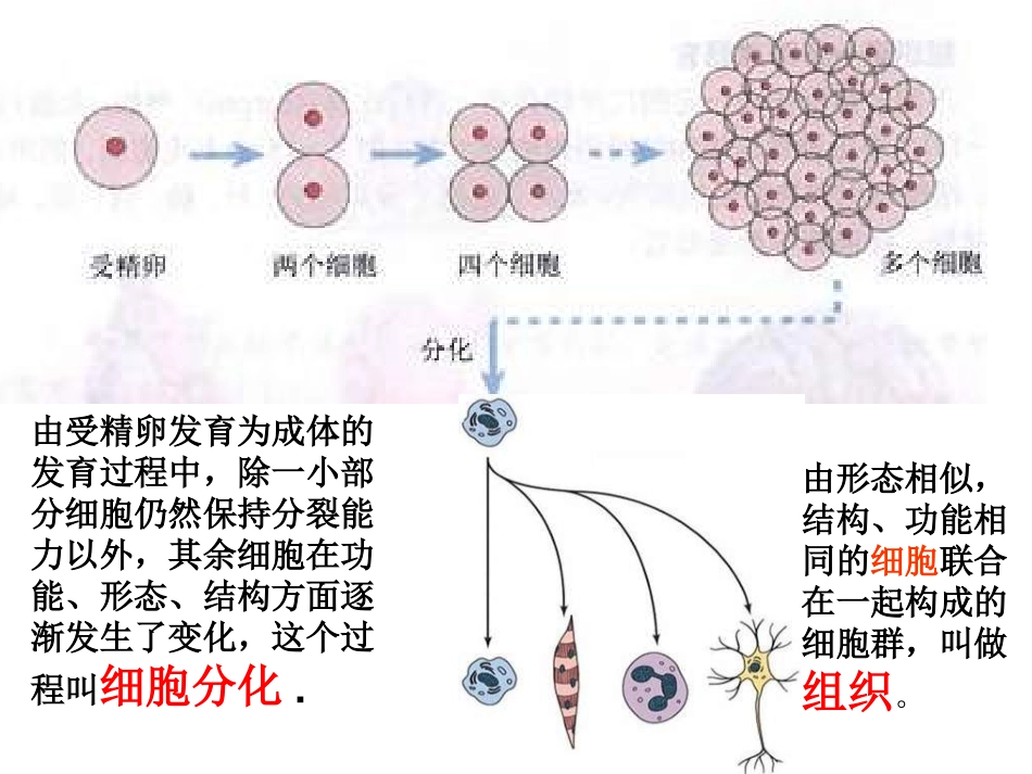 多细胞生物体的组成_第3页
