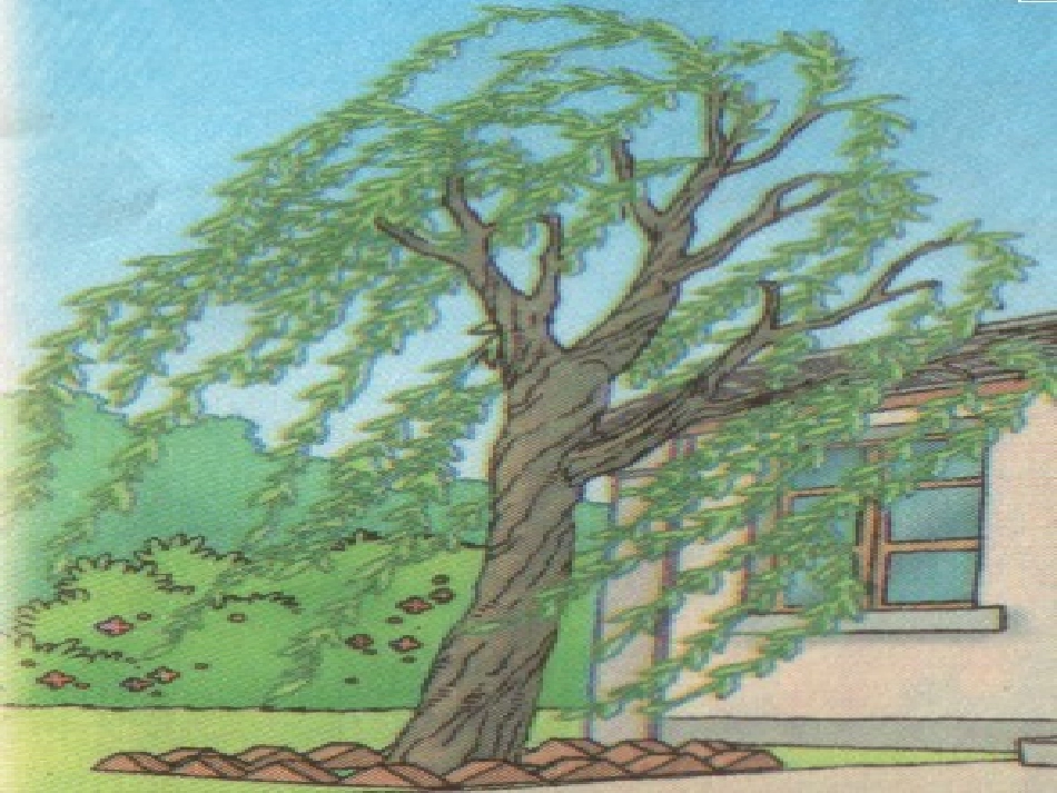 小柳树和小枣树新_第2页