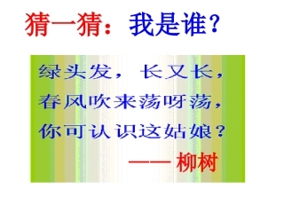 小柳树和小枣树新