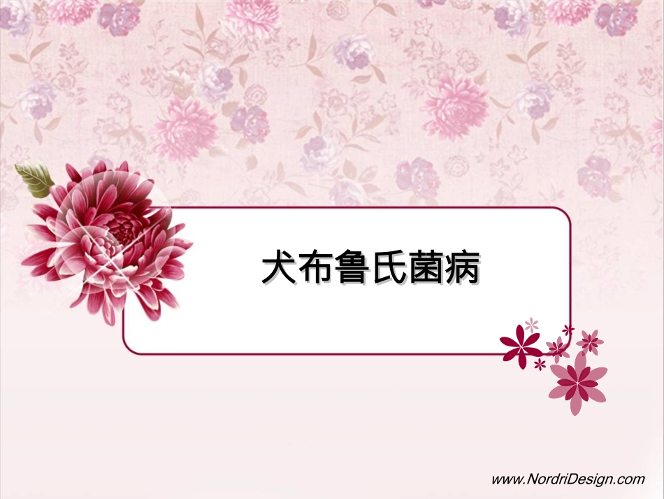 犬布鲁氏菌病全解_第1页