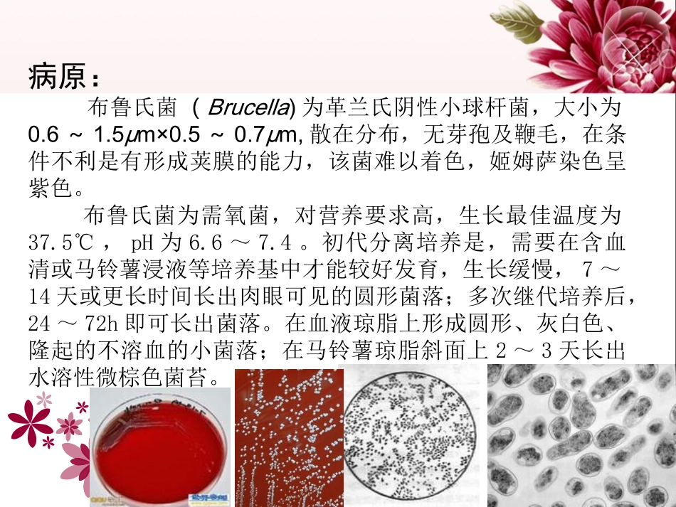 犬布鲁氏菌病全解_第3页