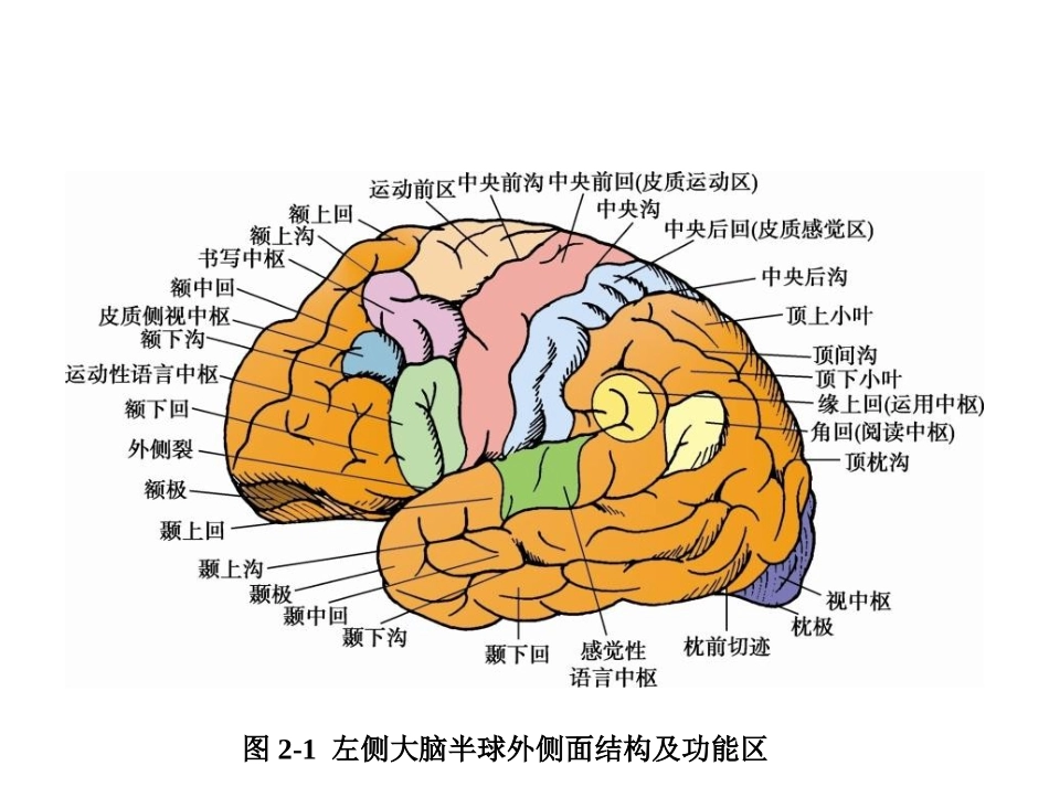 大脑额叶的功能定位-PPT文档资料_第2页