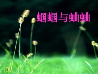 蛐蛐与蝈蝈夜