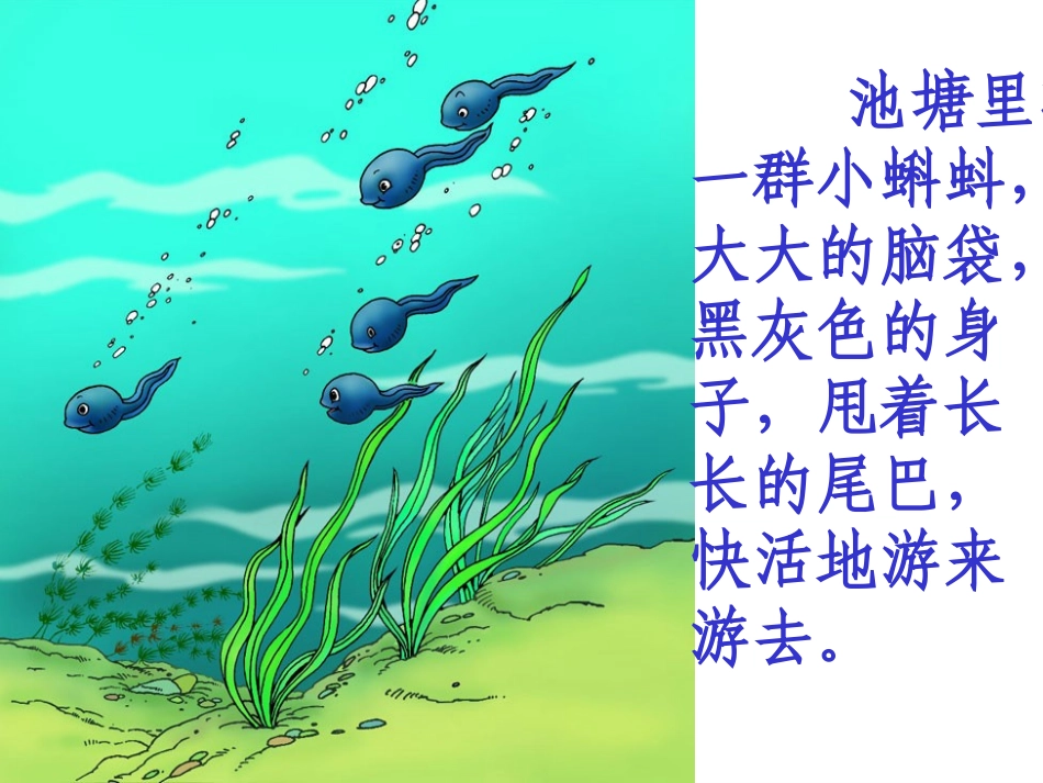小蝌蚪找妈妈课件--陆婷_第3页