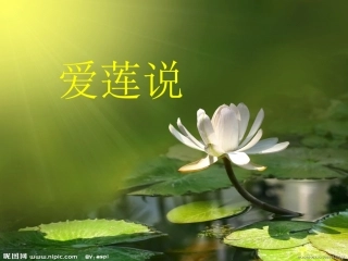 爱莲说复习课