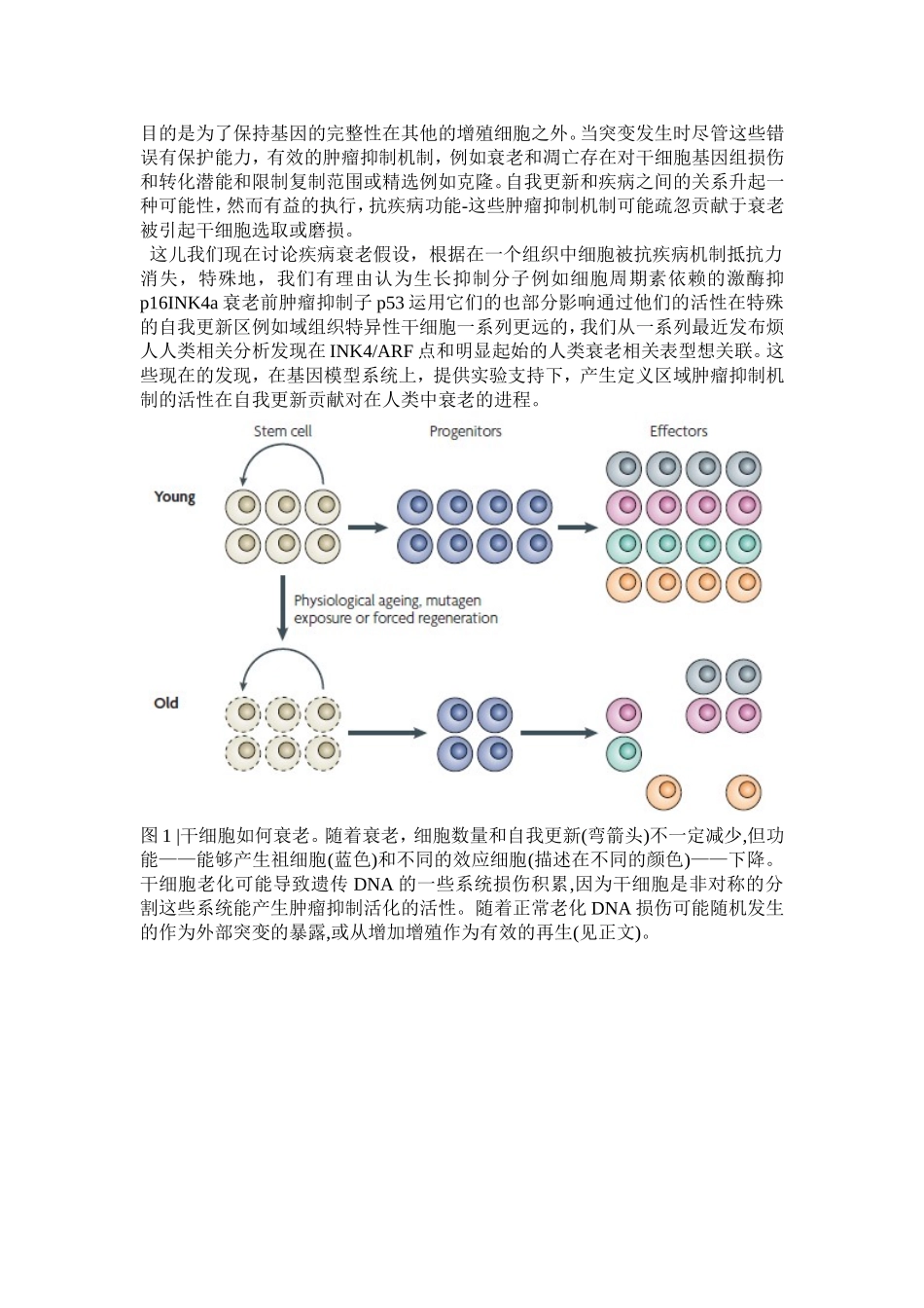 干细胞文献翻译_第2页
