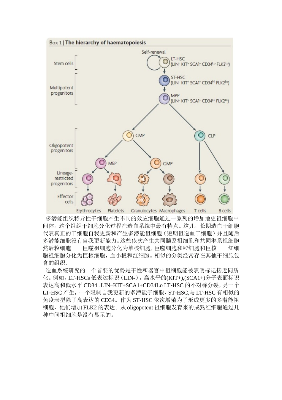 干细胞文献翻译_第3页