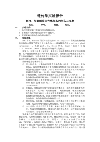 果蝇唾腺染色体的观察