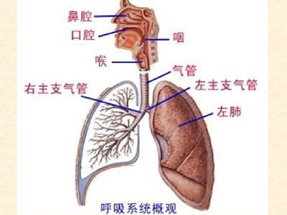 ww一、-急性上呼吸道感染_第3页