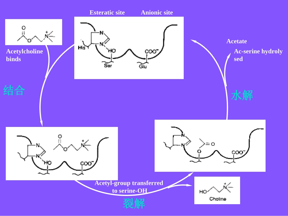 抗-胆-碱-酯-酶-药_第3页