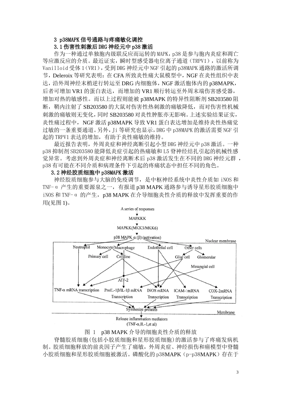 MAPK信号转导通路与疼痛敏化调控研究进展_第3页