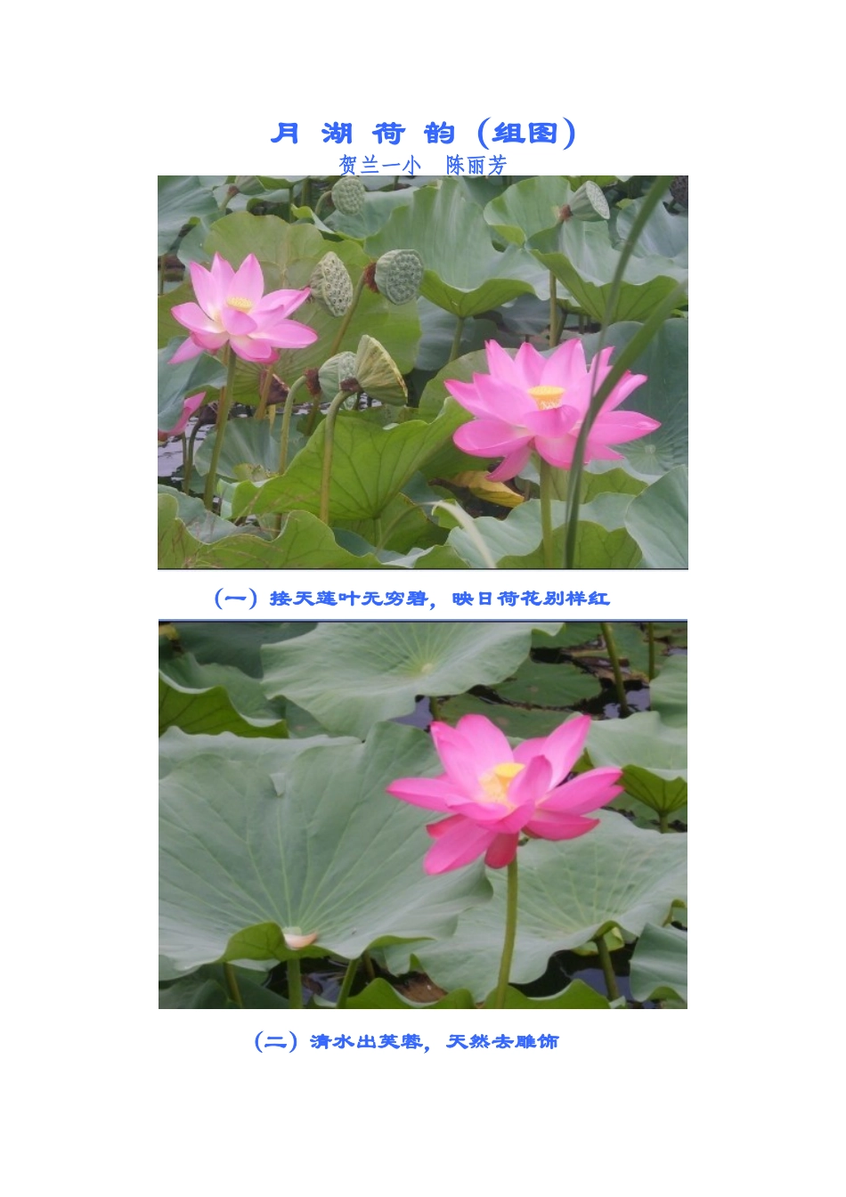 月湖荷韵一小陈丽芳_第1页
