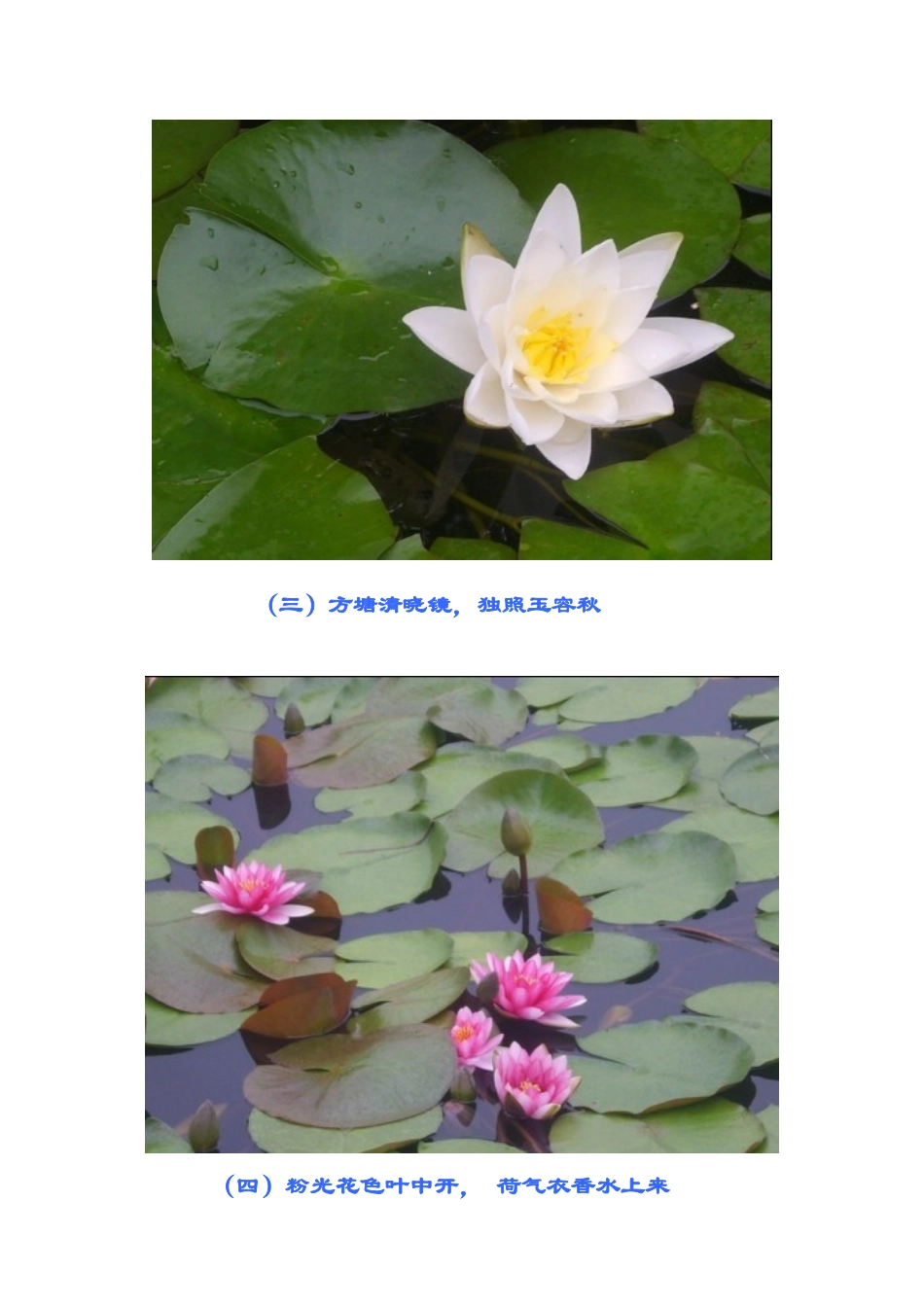 月湖荷韵一小陈丽芳_第2页