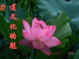 莲文化的魅力1