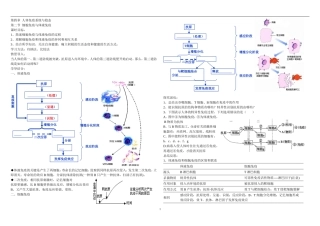 体液免疫和细胞免疫