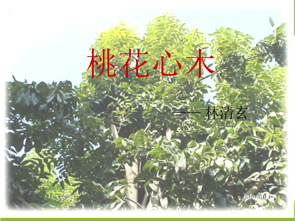 桃花心木PPT_第1页
