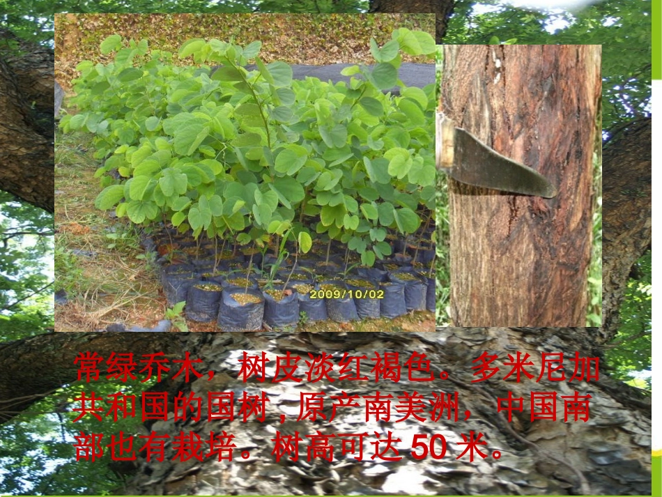 桃花心木PPT_第2页