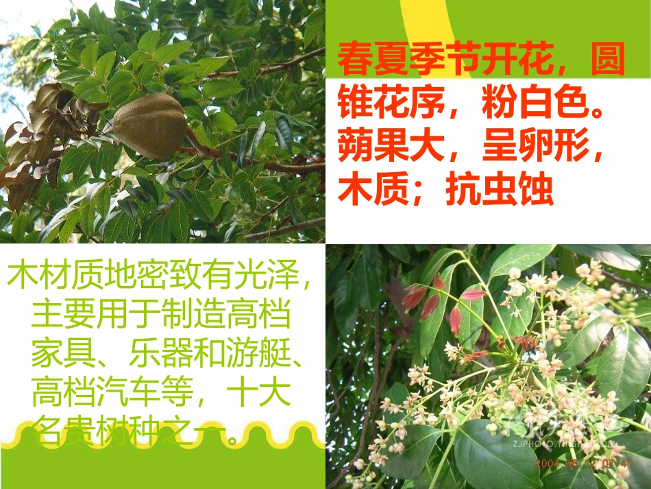 桃花心木PPT_第3页