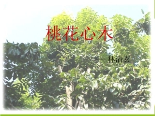 桃花心木PPT