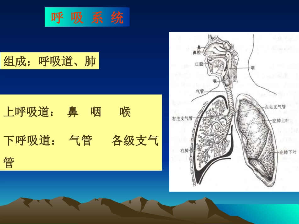 呼吸系统总论急支_第3页