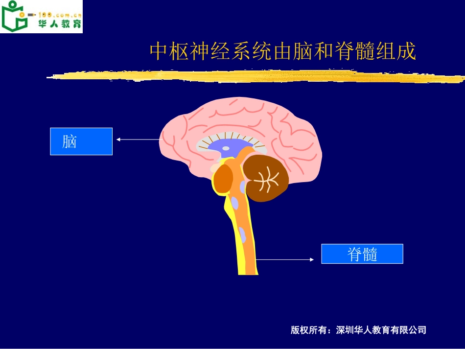 大脑结构功能_第1页