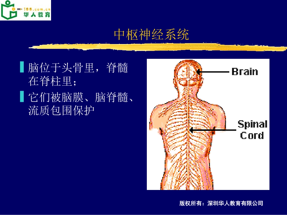 大脑结构功能_第2页