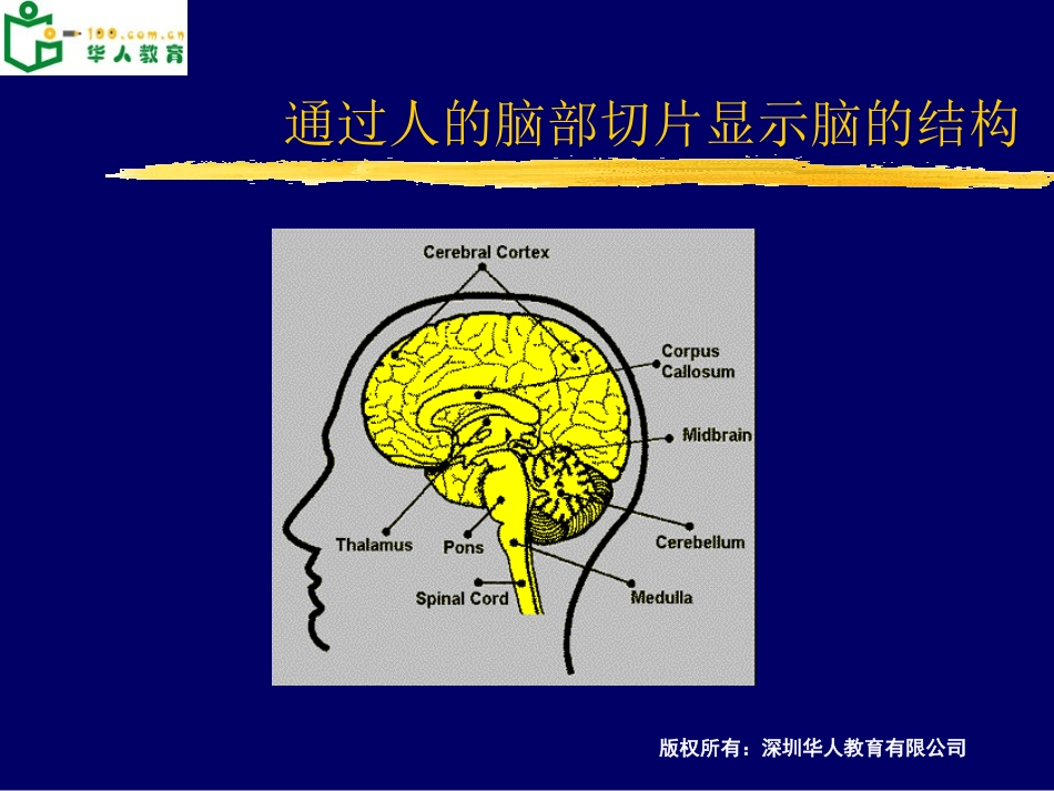 大脑结构功能_第3页