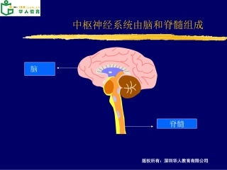 大脑结构功能