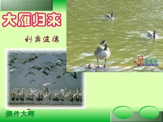 八年级《大雁归来》课件1