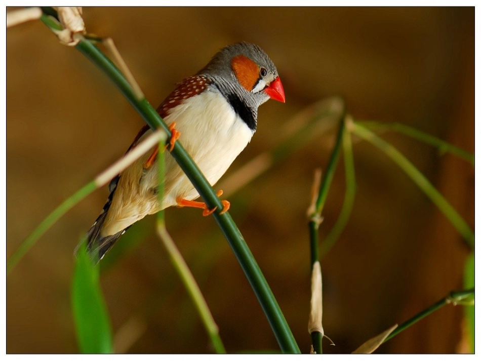 珍珠鸟 (2)_第1页