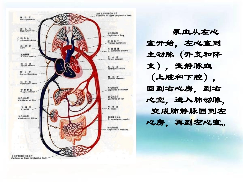 哈维15781657年对血液循环的发现_第2页