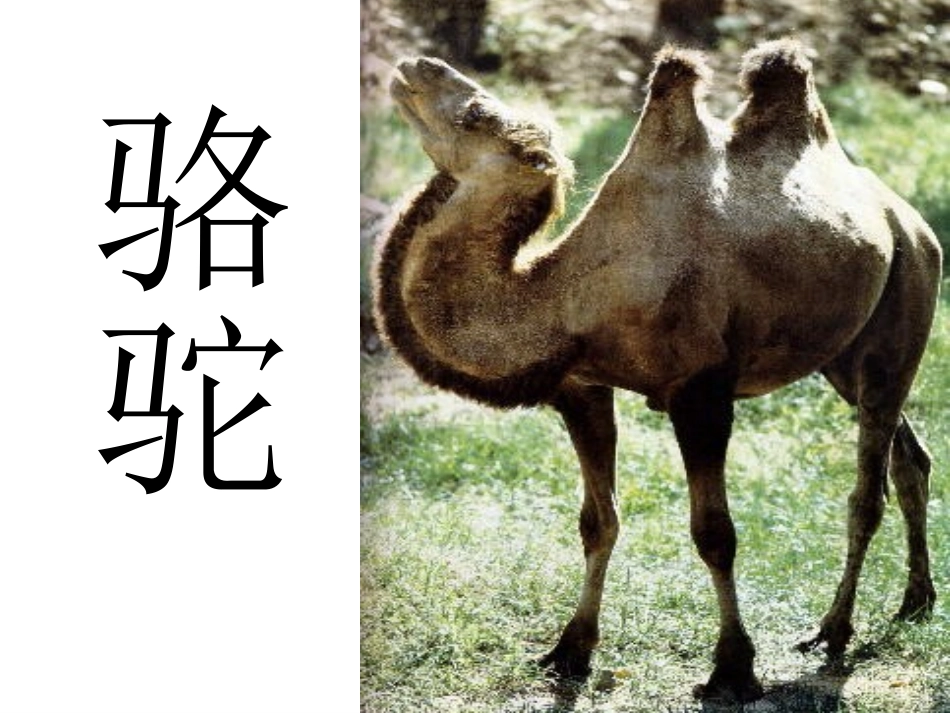 段菊玲找骆驼_第2页