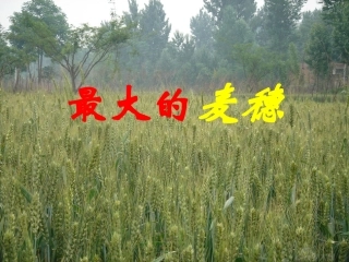 最大的麦穗课件