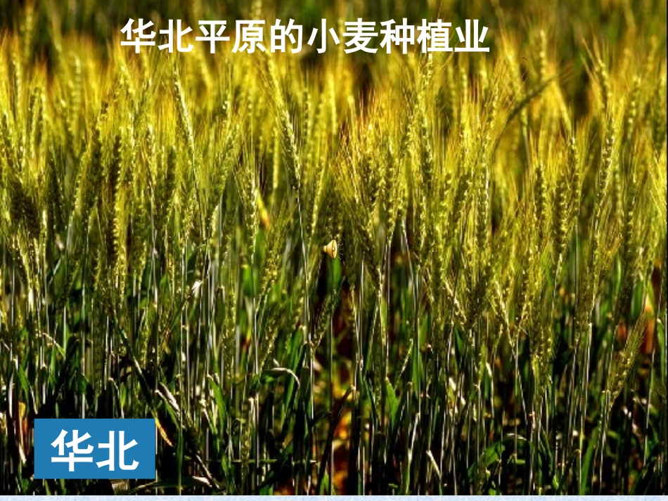 农业区位选择_第2页