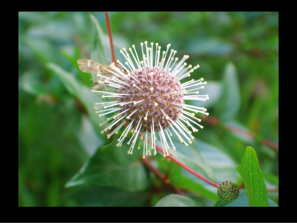 五年级下美术课件-重复与渐变_第3页