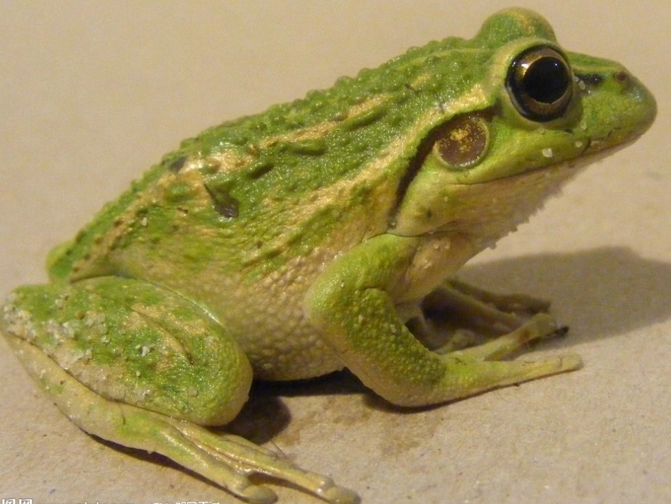 苏教版三年级下习作6_第3页