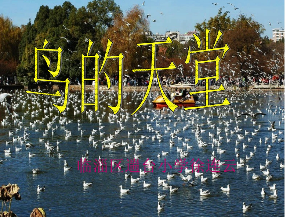 鸟的天堂课件 (2)_第1页