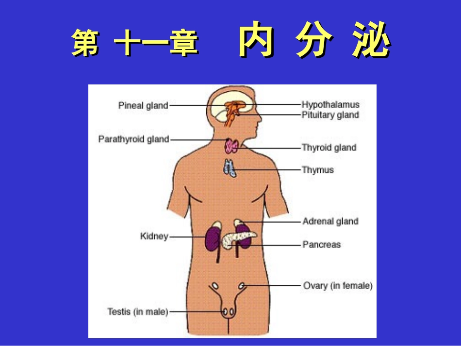 (11)内分泌_第1页