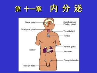 (11)内分泌