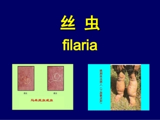 20120312丝虫