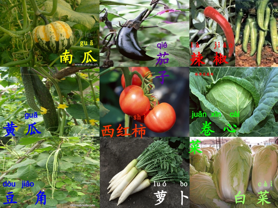 《菜园里》课件_第2页