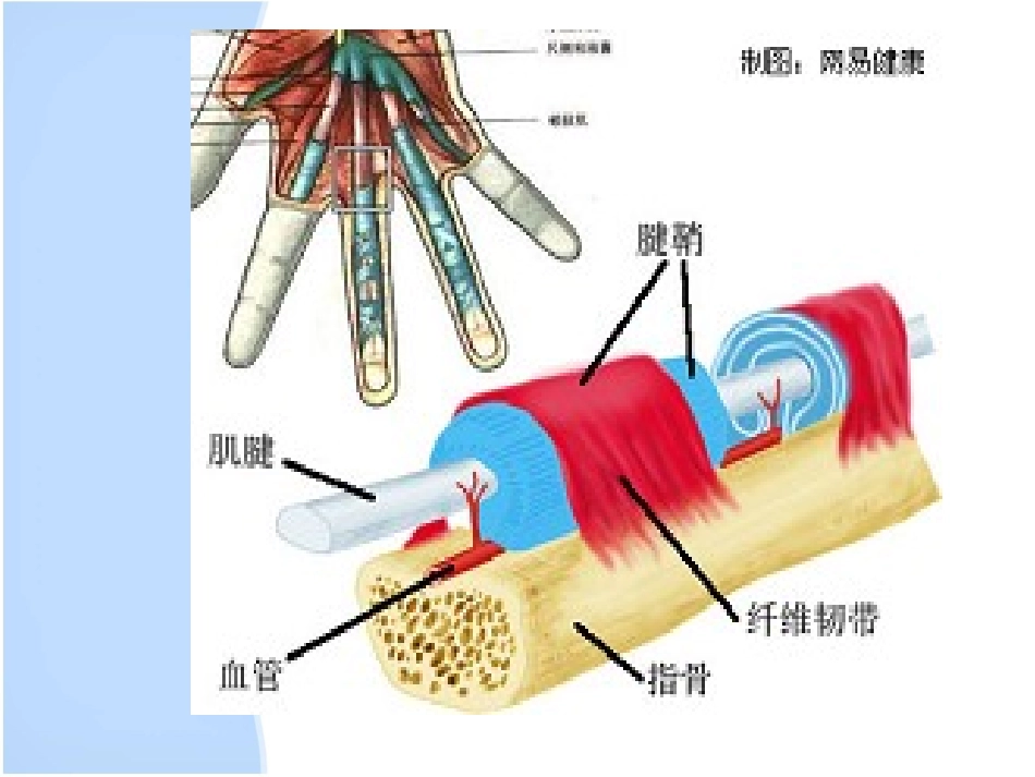 挠骨茎突狭窄性腱鞘炎_第1页