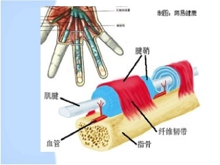 挠骨茎突狭窄性腱鞘炎