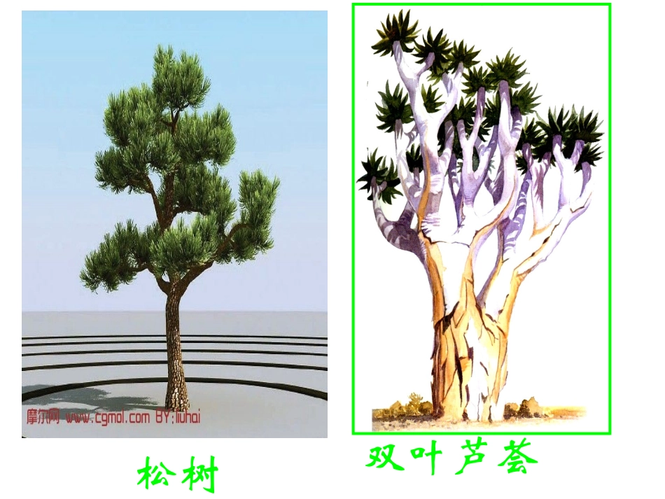 _大树的故事__第2页