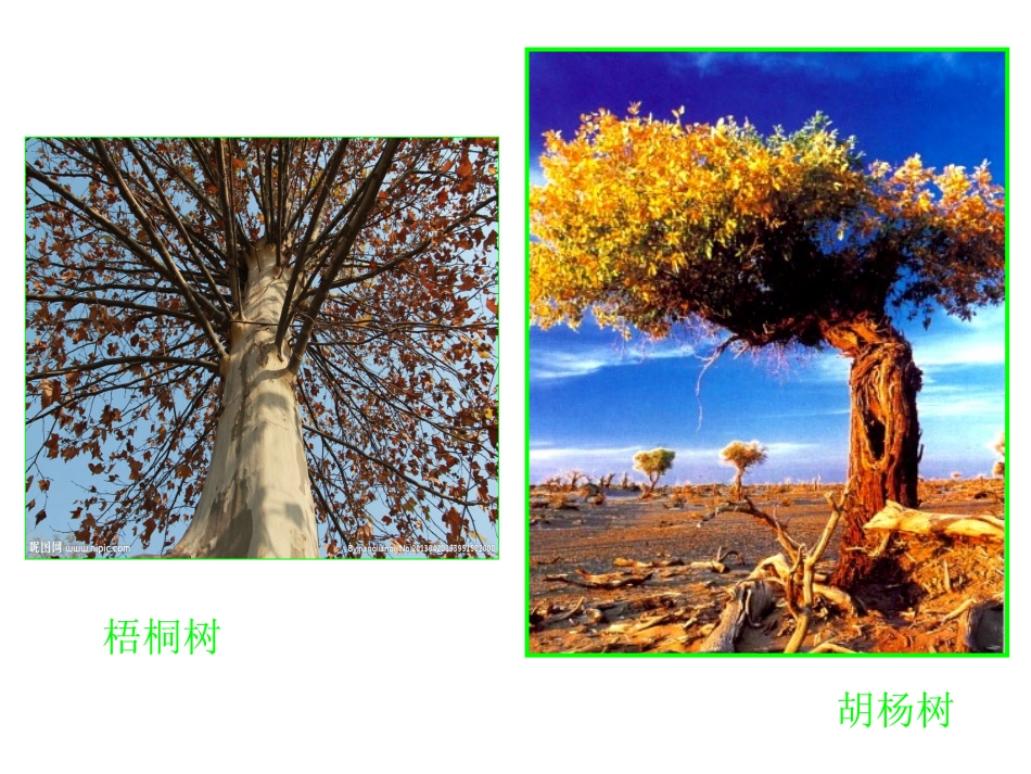 _大树的故事__第3页