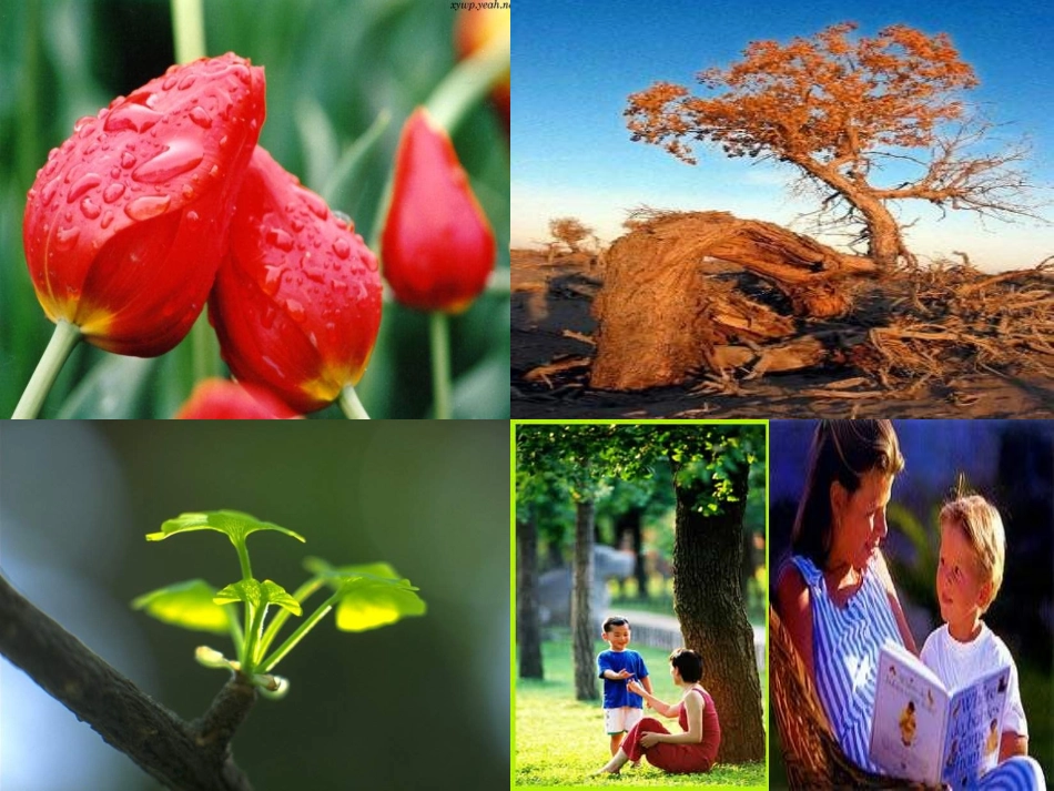 让生命之花绽放__课件_第3页