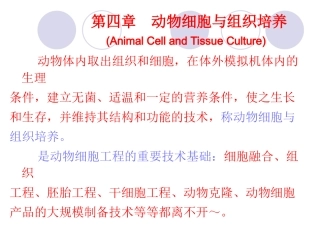 体外培养细胞的生长与增殖过程