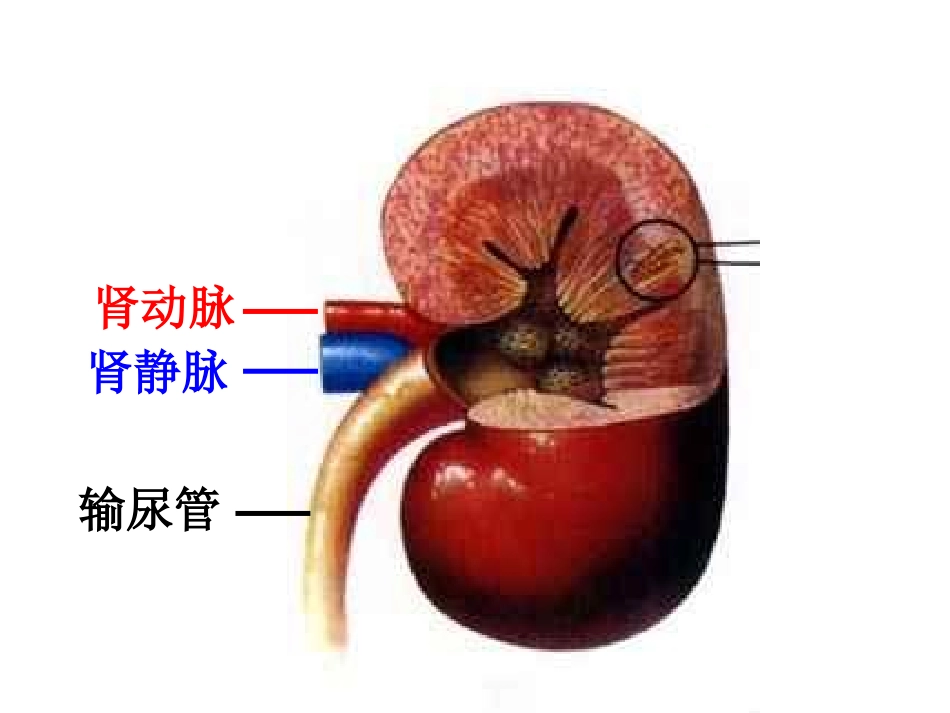 尿液形成的过程_第3页