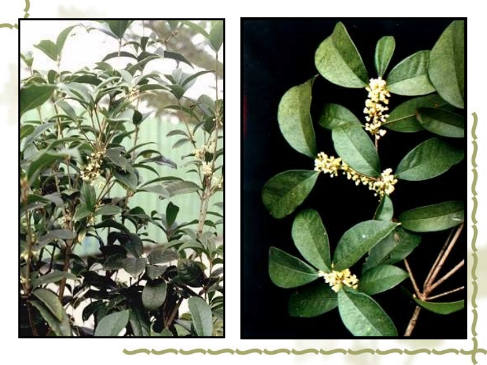 《桂花雨》_(3)_第1页