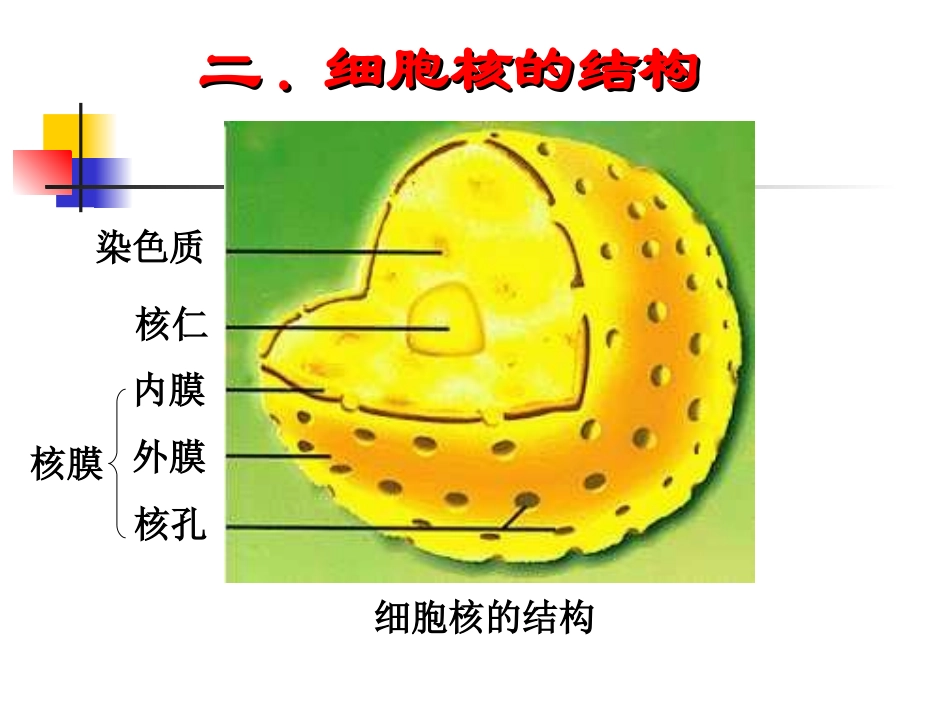 [资料]细胞核的构和功能1_第2页